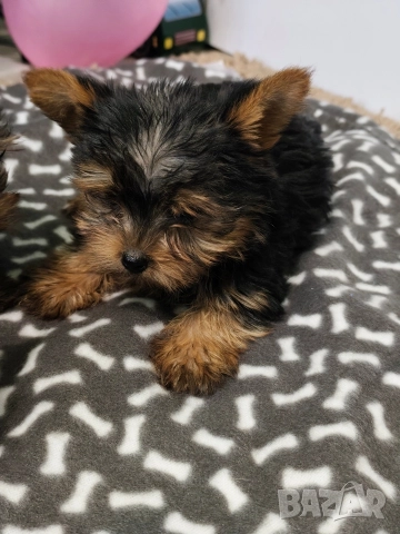 Мини йоркширски териер, снимка 3 - Йоркширски териер - 52674756
