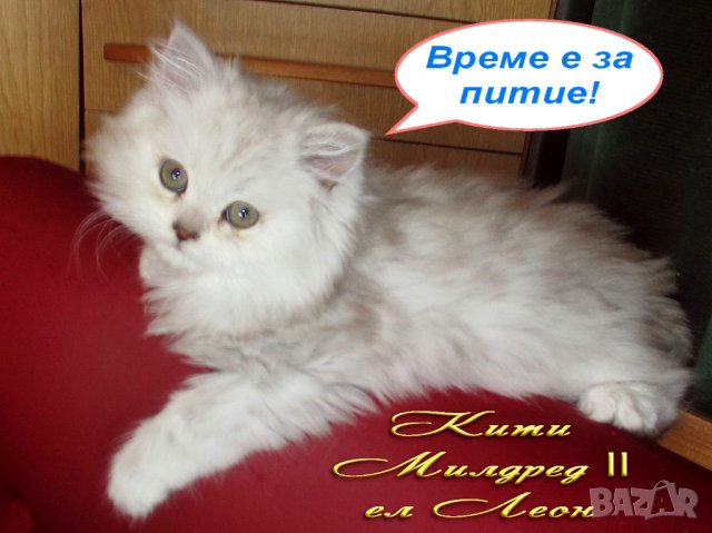 Котки Чинчила * Chinchilla Cats, безплатно посещение!, снимка 18 - Чинчили - 36915177