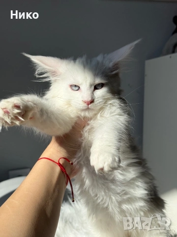 Мейн кун котенца / Мейн куун котенца / Maine coon kittens, снимка 4 - Мейн кун - 50068719