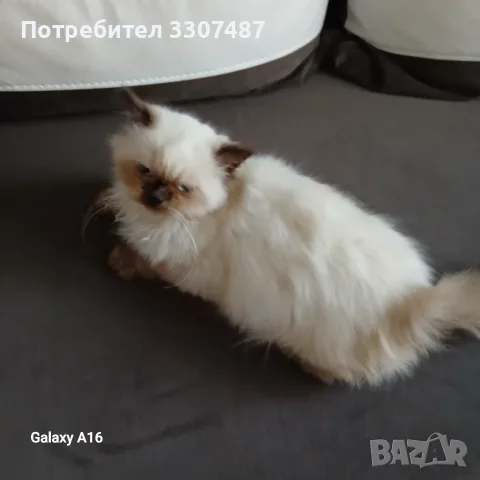 Коте порода Регдол, снимка 3 - Други - 54607291