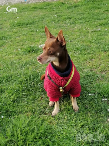 Пинчер си търси Дама , снимка 4 - Търси партньор - 51411072