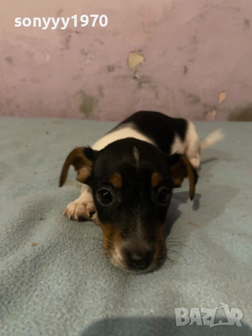 ДЖАК РЪСЕЛ БЕБЕТА 1210251006, снимка 12 - Джак ръсел териер - 52024674