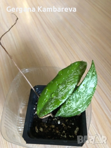 Hoya pubicalyx Red Button , снимка 3 - Стайни растения - 53295270