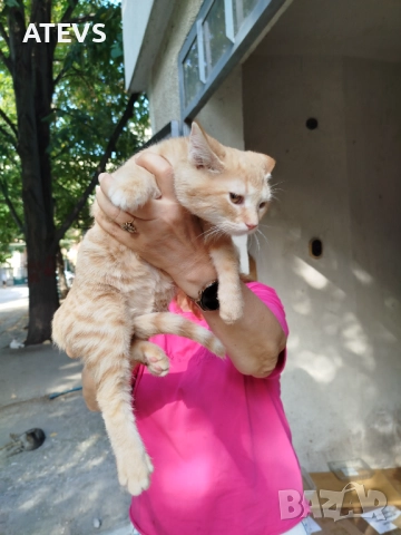 Малко рижо коте търси дом - спешно!, снимка 4 - Други - 51694320