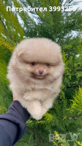 Мини померан момчета, снимка 3 - Померан - 48770049