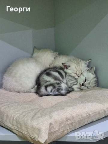 Британски късокосмести, снимка 12 - Британска късокосместа - 52717297