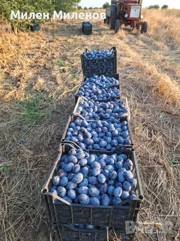 Сини сливи за ракия, снимка 2 - Други - 55969356