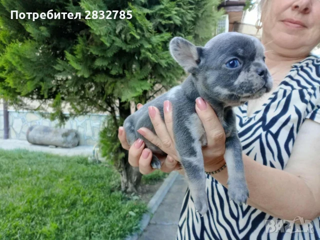 Френски бълдочета, снимка 1