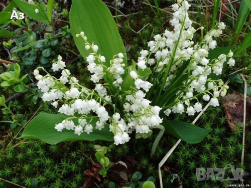 Продавам цветя Момина сълза, бяла и розова (гъсти съцветия) – разсад, снимка 15 - Разсади - 39640258