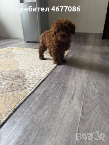 Toypudel на 3 месеца женски, снимка 4 - Пудели - 53188376