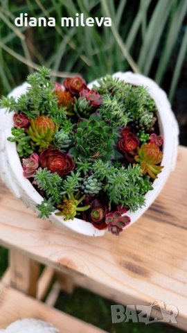 Гипсокерамични крила с формата на сърце и с живи студоустойчиви сукуленти!, снимка 14 - Декорация за дома - 52435989