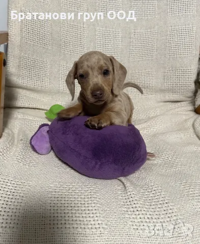 Мини Дакел, снимка 11 - Дакели - 49930212