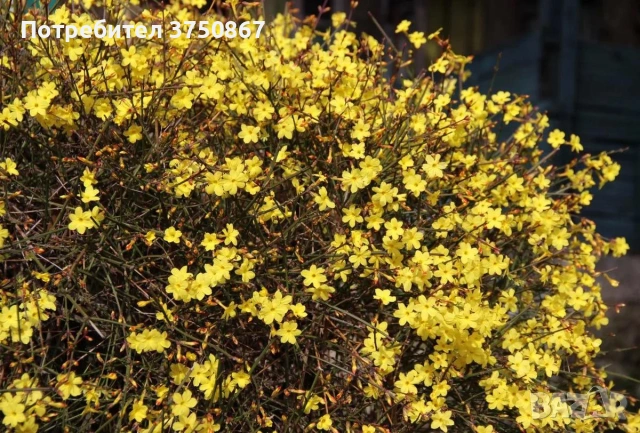 🌿💛🌱 Храстовиден жасмин (Jasminum fruticans), снимка 4 - Градински цветя и растения - 53118418