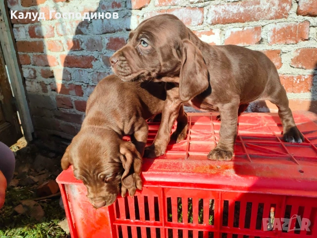 Продавам кученца, снимка 5 - Други - 53426117