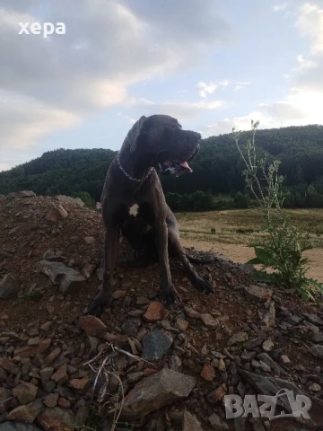 Немски дог(не се продава), снимка 4 - Търси партньор - 51092677