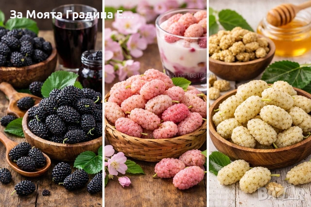 черница 3 вида