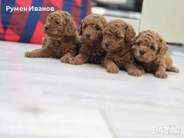 Малки пухкави сладури
