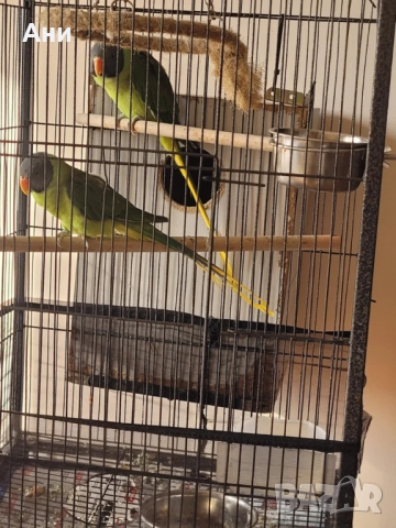 Папагали черноглав александър