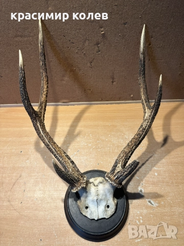 ловен трофей /рога/47 см.