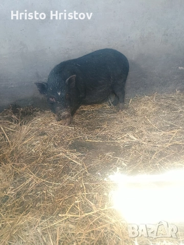 Виетнамски прасета , снимка 5 - Други животни - 48038500