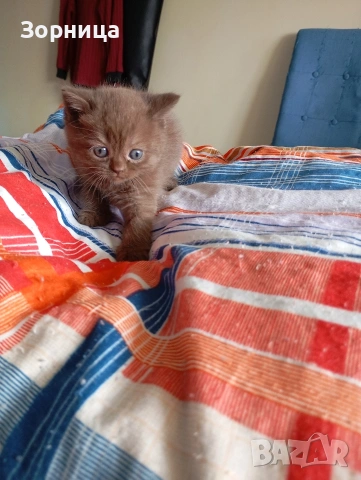 БРИТАНСКО КОТЕ, снимка 11 - Британска късокосместа - 53468415