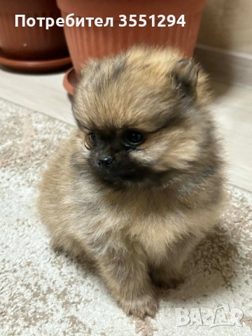 Померанче момиче , снимка 4 - Померан - 52733959