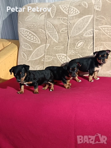 Пинчер мини , снимка 5 - Пинчер - 53690500