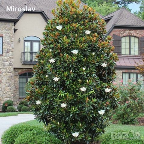 Магнолия Грандифлора (Вечнозелена), снимка 11 - Градински цветя и растения - 41378647