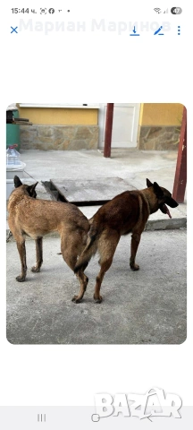 Белгийска овчарка - Малиноа , снимка 2 - Белгийска овчарка - 53487597