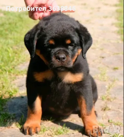 Ротвайлер, снимка 4 - Ротвайлер - 49798052