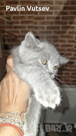 продавам мъжко и женско, снимка 6 - Британска късокосместа - 52323134