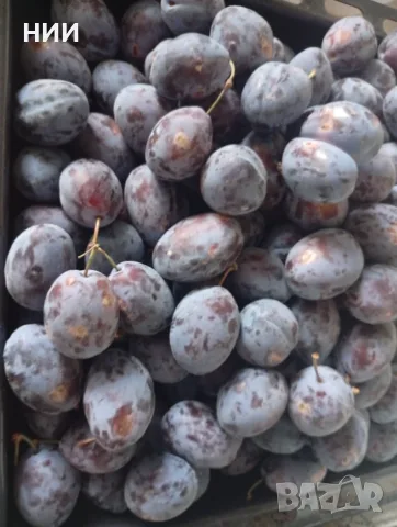 Продавам сини сливи Стенлей 