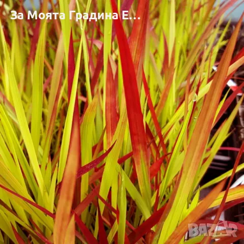 Императа, снимка 2 - Градински цветя и растения - 49492595