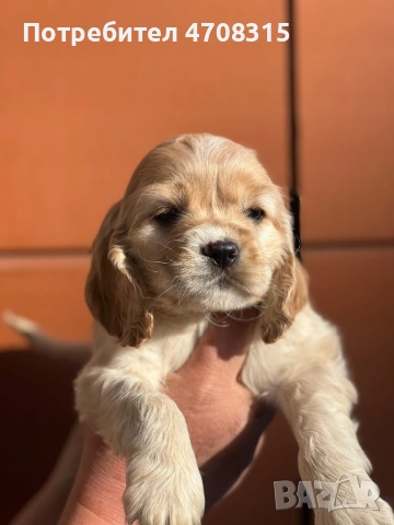 Кокер шпаньол карамел момче родословен баща, снимка 8 - Кокер шпаньол - 53854940