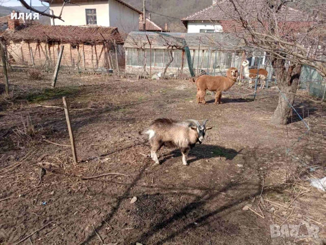 Продавам мини пръчле на 1г. , снимка 4 - Други животни - 53780949