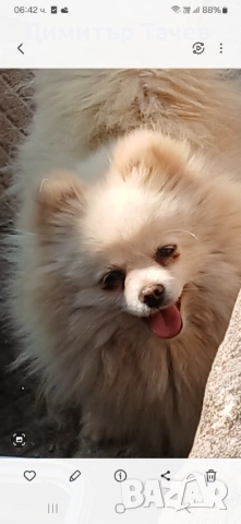 Женски померан , снимка 1