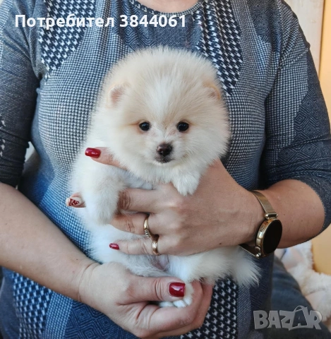 Померан момиченце, снимка 2 - Померан - 53160794