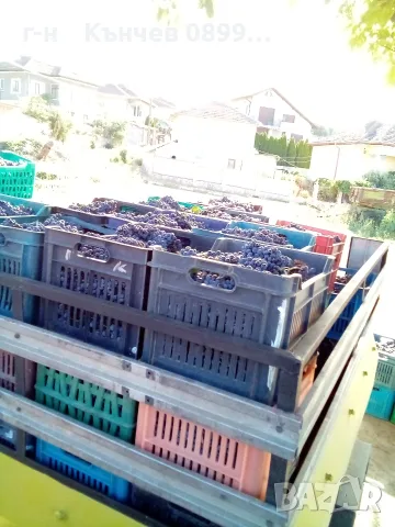 продавам грозде мерло и Каберне , снимка 11 - Домашни продукти - 56088041