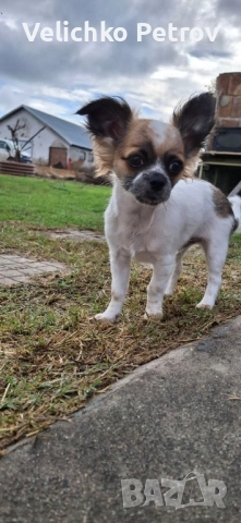 Симба си търси нов дом. , снимка 3 - Други - 52676998