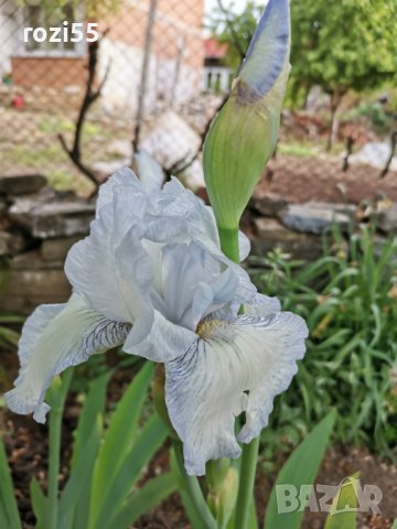 Градински цветя., снимка 3 - Градински цветя и растения - 40231126