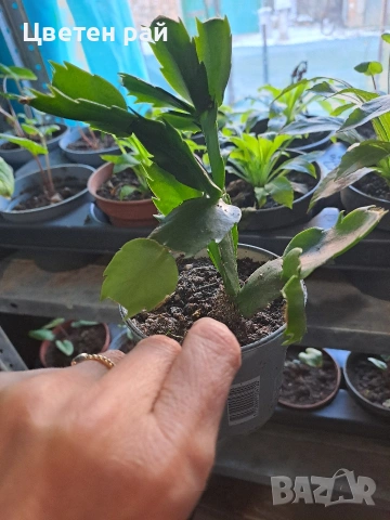 Три цвята коледниче бяло,розово и червено 