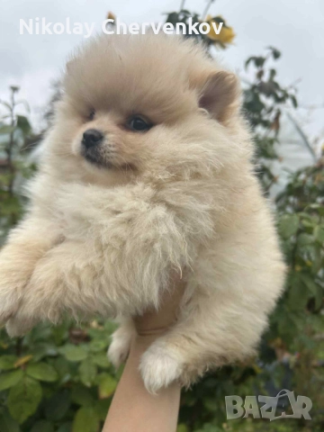 Померан померанчета, снимка 2 - Померан - 52311107