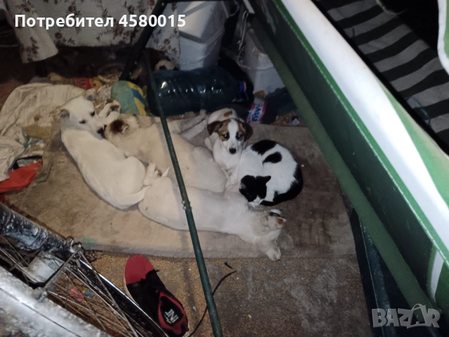 Кученца, снимка 3 - Други - 52370179