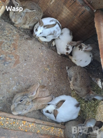 Зайци за разплод, снимка 2 - Чинчили - 53863004