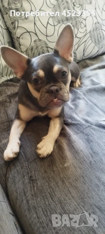 Мини френски булдог, снимка 1