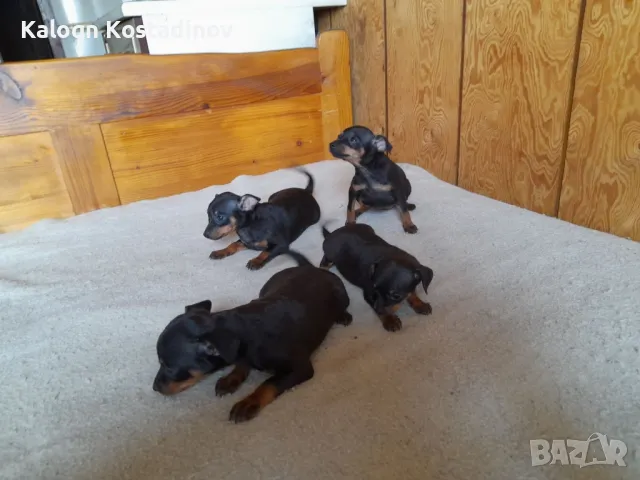 Продавам Сърнист Пинчер , снимка 4 - Пинчер - 49112069