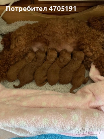 Изключително малък, чистокръвен и красив Той Пудел за разплод, снимка 16 - Пудели - 53056503