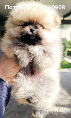 Померан, померанче, снимка 6 - Померан - 53483335