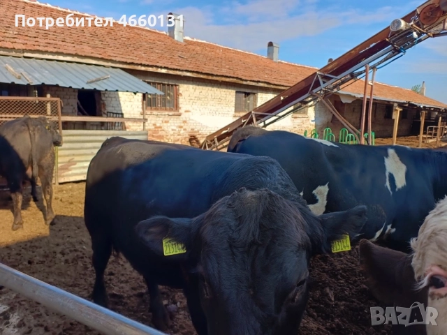 Телета, снимка 3 - Крави - 52529133