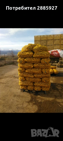 Картофи за семе Сорая